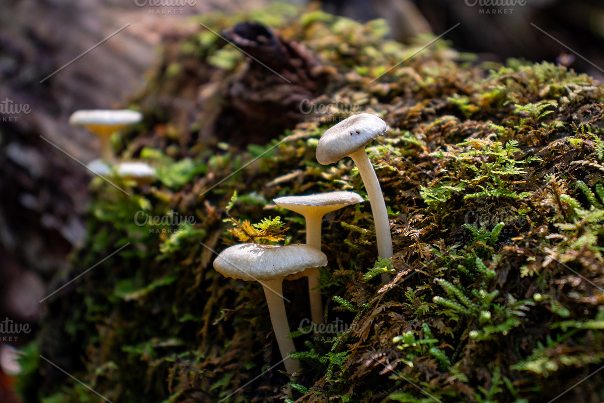 Mushrooms In The Forest Photography, a Nature Photo by Full Circle Design Studio (Photo 20 of 38)