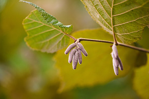 Young hazel catkins hanging on branch in autumn macro photo., a Nature Photo by Rohan Photography