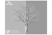72 Winter Trees Photo Overlays, a Nature Photo by KenScape (Thumbnail 2 of 3)