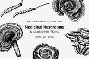 Medicinal Mushrooms & Plants Set, a Healthcare Illustration by Yevheniia (Thumbnail 1 of 12)