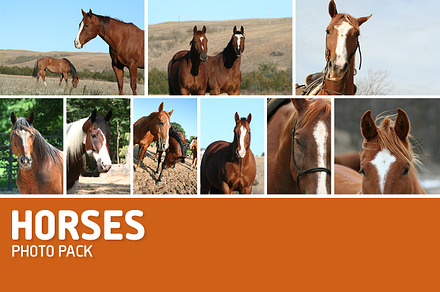 Horse Photos-Pack of 9