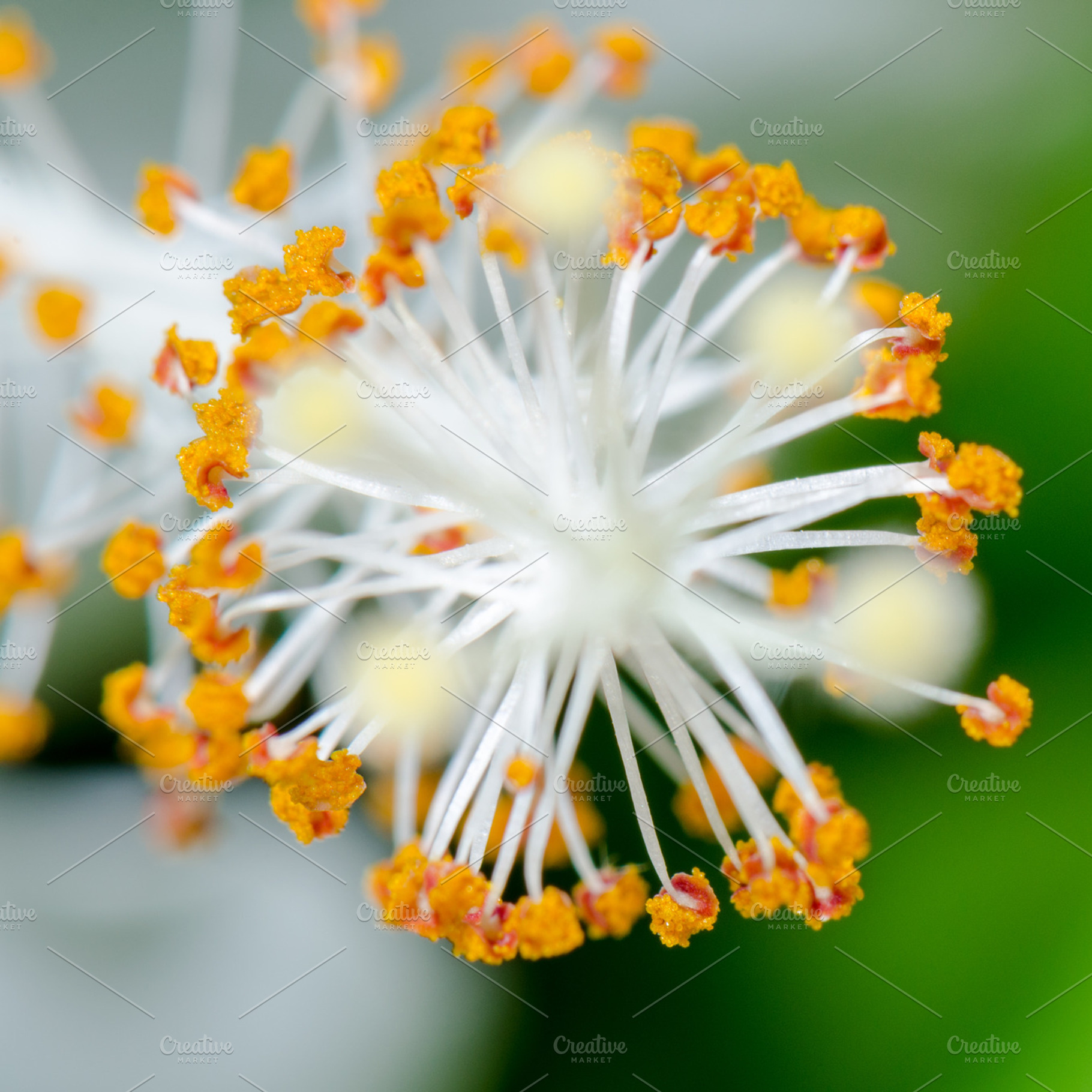 Carpel of snowflake hibiscus containing carpel, pollen, and floral, a Nature Photo by yongkiet jitwattanatam