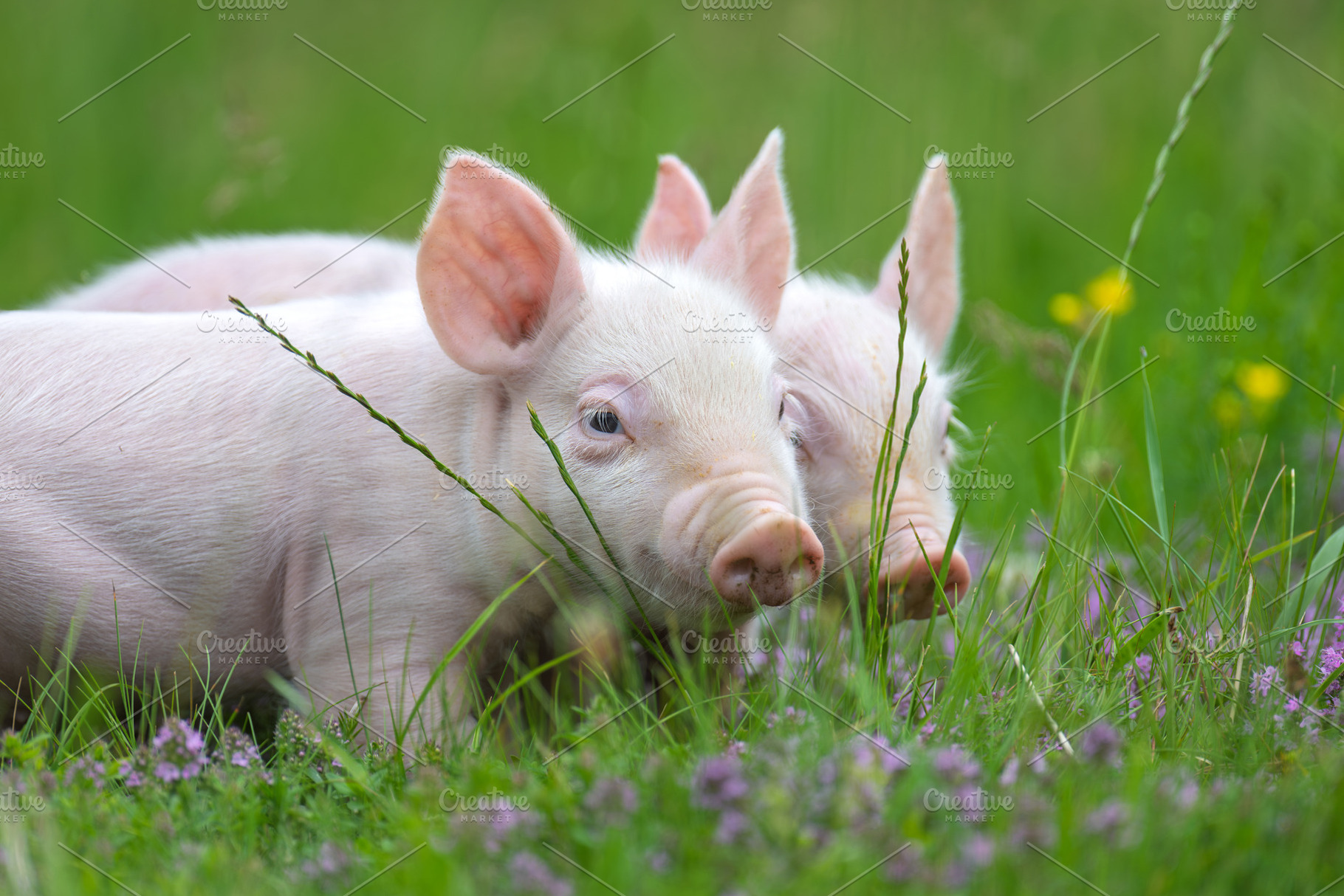 Pink piglets stands curiously amidst a field of lush green grass, an Animal Photo by Byrdyak