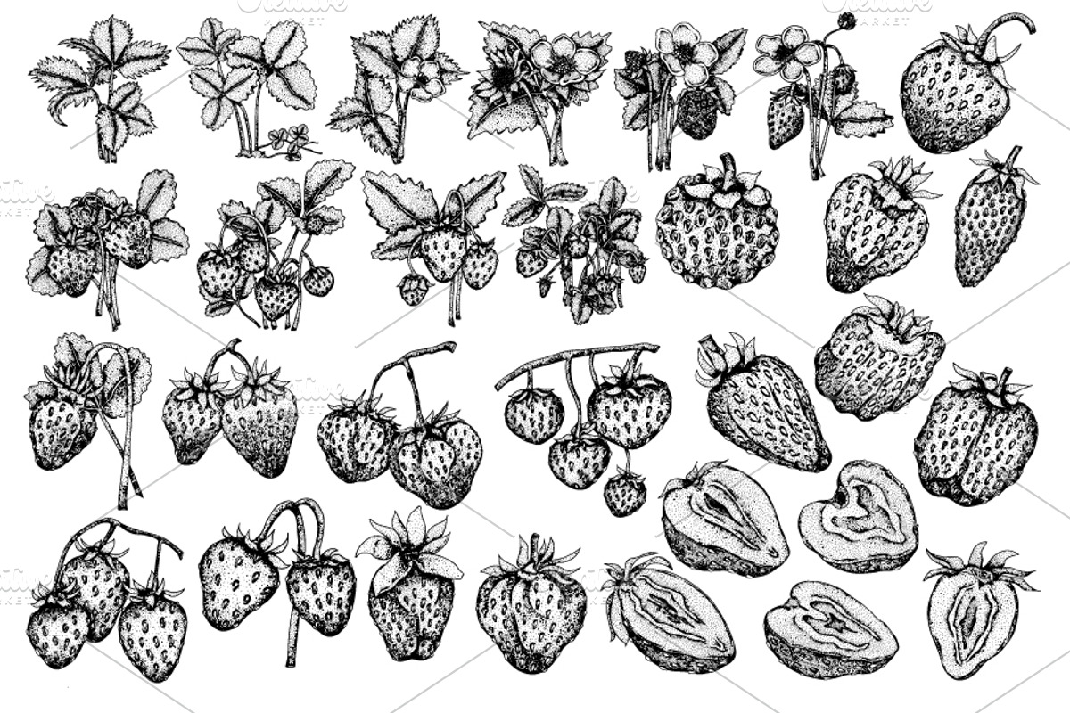 Strawberry, a Food Illustration by Elena Mykhailenko (Photo 4 of 4)