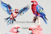 Australian Native Birds Clipart, an Animal Illustration by Pawcasso's Portraits (Thumbnail 2 of 7)