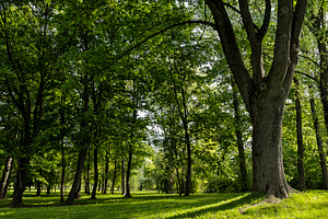deciduous maple trees and other trees in the park in sunny weather, landscape, a Photo by rsoollAI