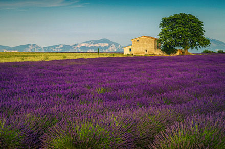 Cultivated scented lavender fields, a Nature Photo by Alpine Dreams