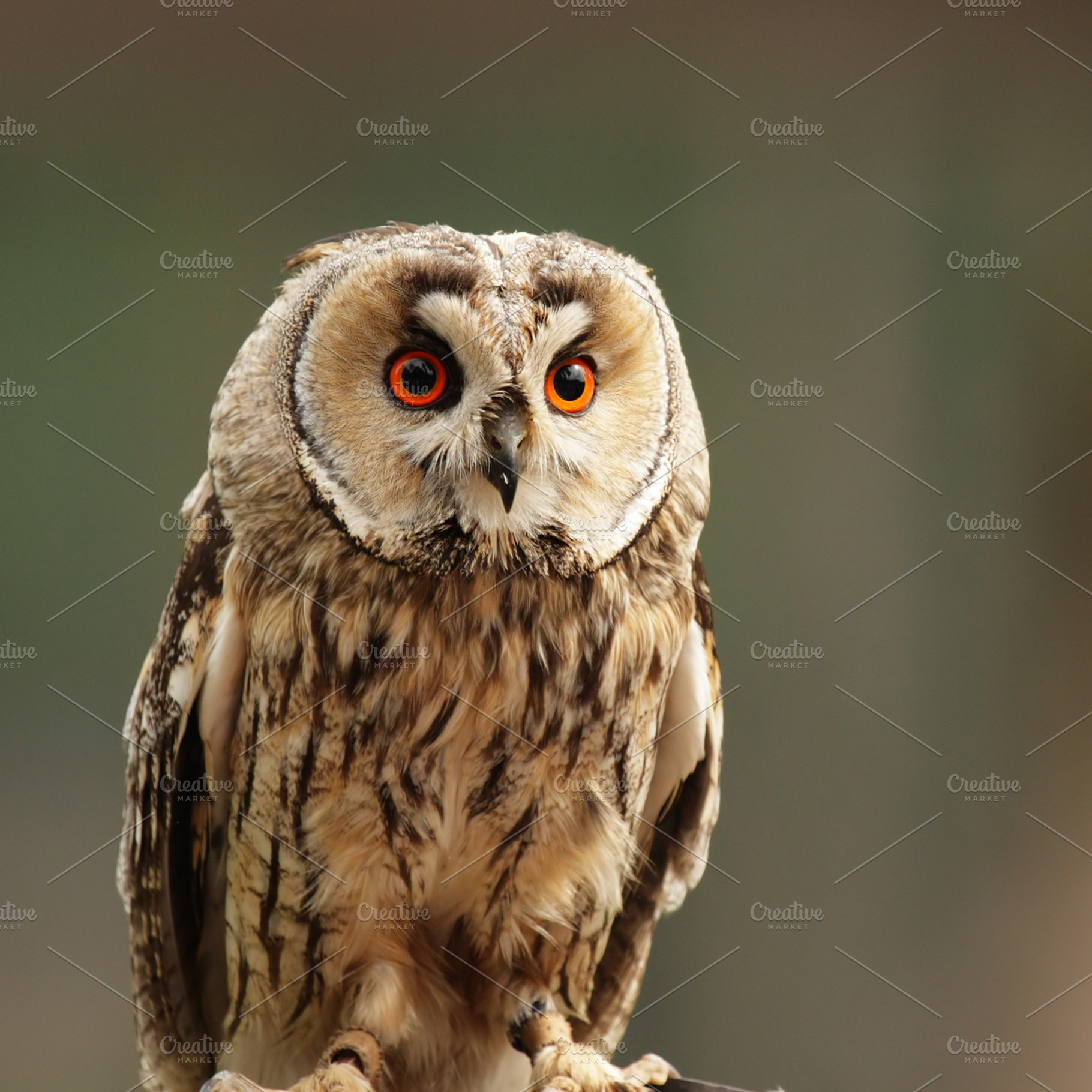 Longeared owl asio otus containing owl, long-eared owl, and asio otus, an Animal Photo by DirkR