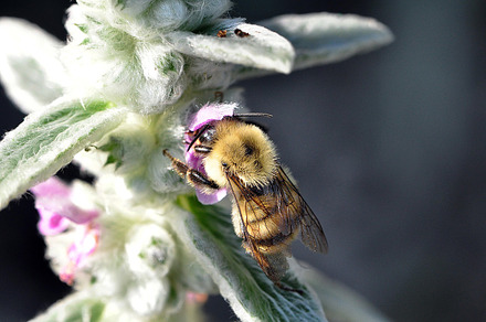 Bumble bee stock photo containing nature and bumble bee