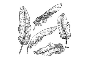 banana leaf set sketch hand drawn, an Illustration by pikepicture