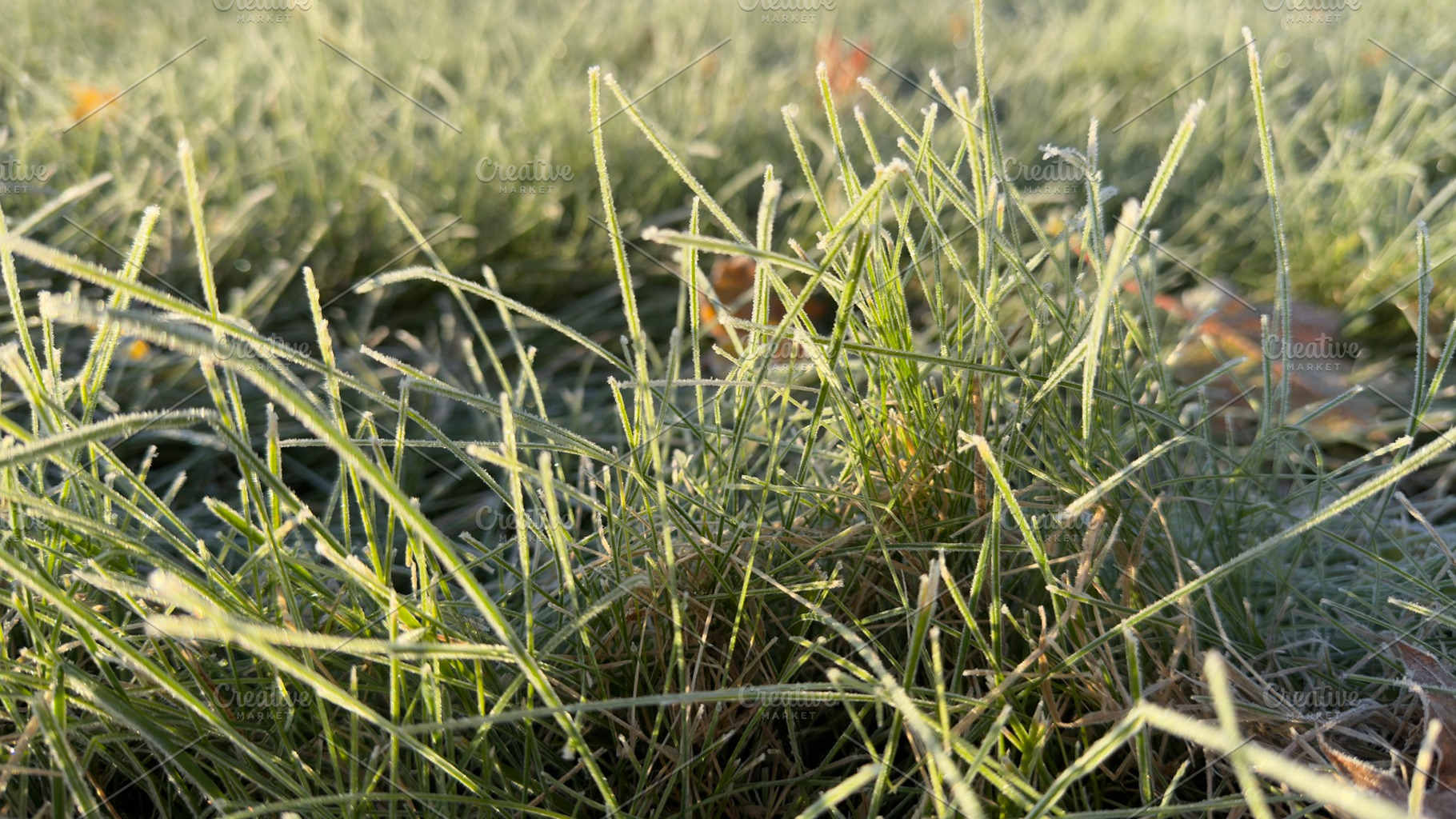 Frost-covered grass in a field during early morning light, a Nature Photo by Textures & Backgrounds