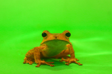 Wallace's flying frog, frogs, tree