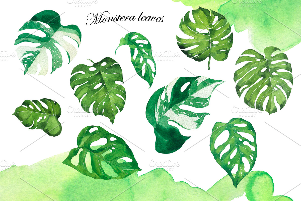 Watercolor jungle set, an Illustration by Watercolor & sketches (Photo 3 of 13)