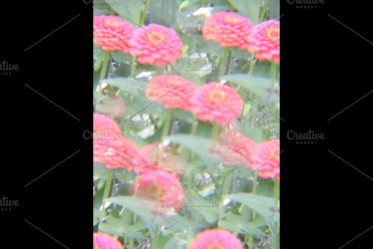 Dreamy, Ethereal Flower Photo Bundle, a Nature Photo by AmandaFagan (Photo 11 of 13)