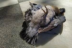 Dead bird on pavement in sunlight, an Animal Photo by DanFLCreativo