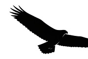 Powerful eagle flying wall art, an Illustration by Amazin_art (Thumbnail 25 of 26)