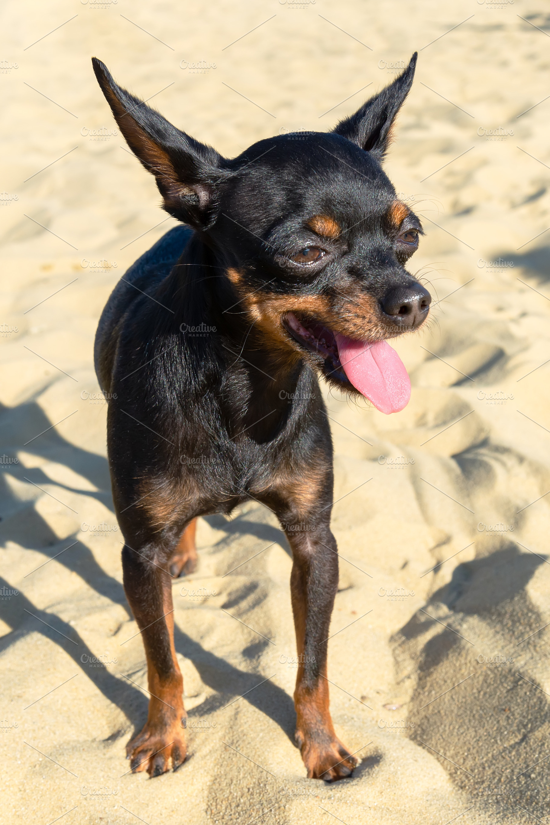 Black dog of the Russian Toy breed, an Animal Photo by FedotovAnatoly