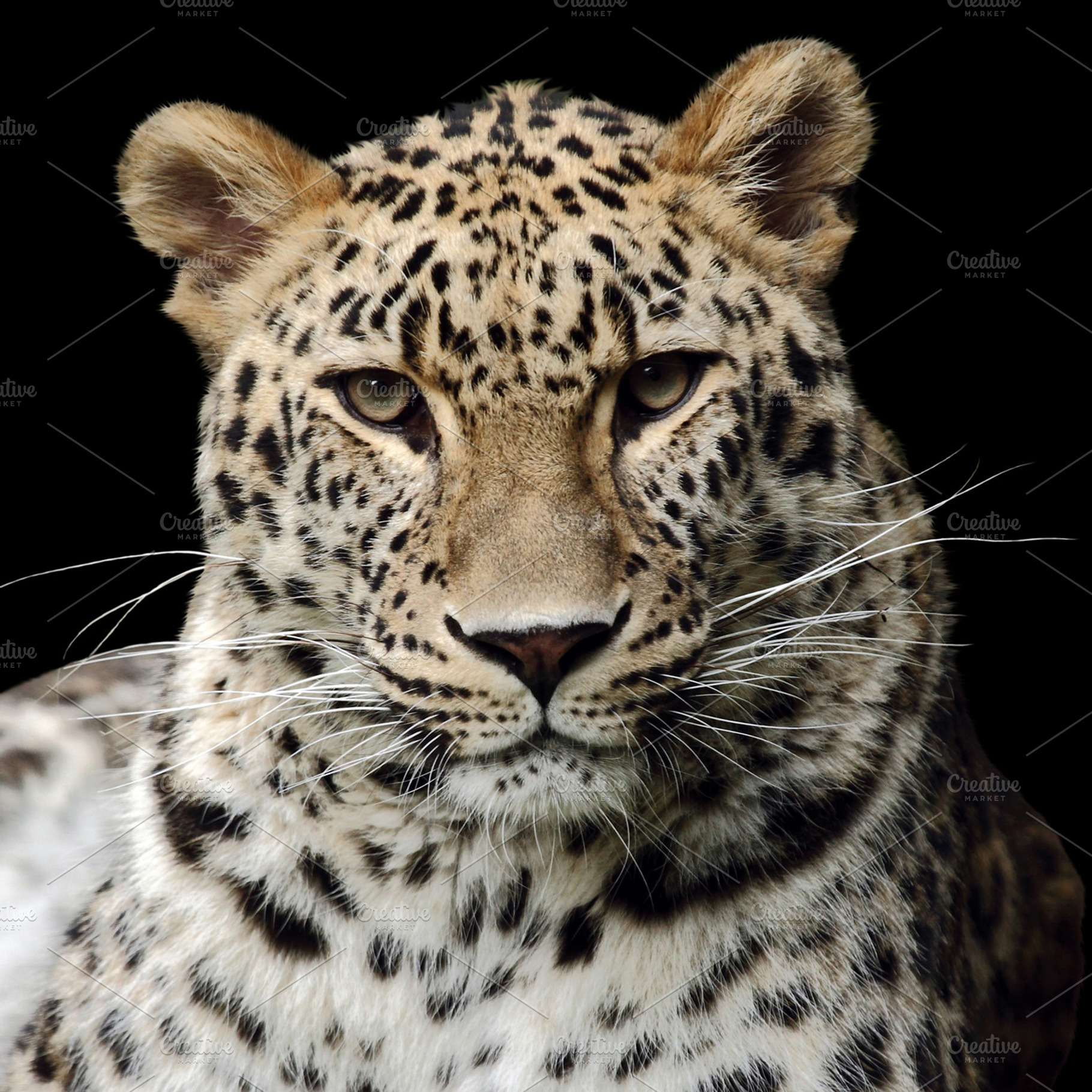 Leopard containing carnivore, cat, and africa, an Animal Photo by De todo un poco