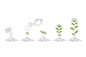 Flower Plant Growth Stages. Seedling