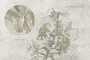 Timeless Lily wall mural set, a Wallpaper Graphic by Timofi Art (Thumbnail 4 of 13)