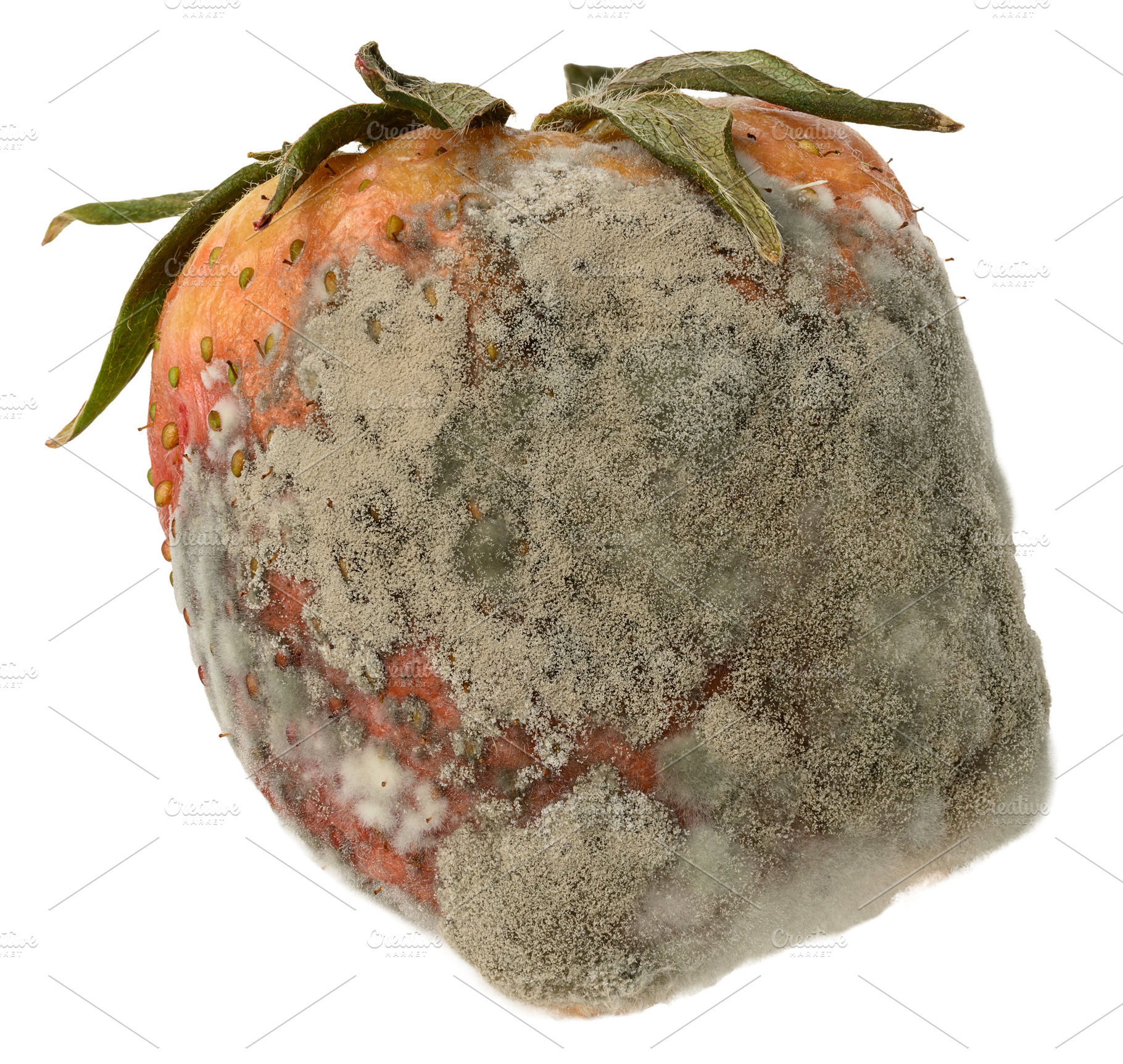Spoiled strawberries covered with thick white and grey mold, a Food & Drink Photo by ndanko