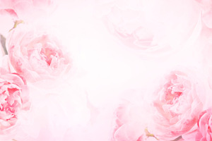 Rose romance background
