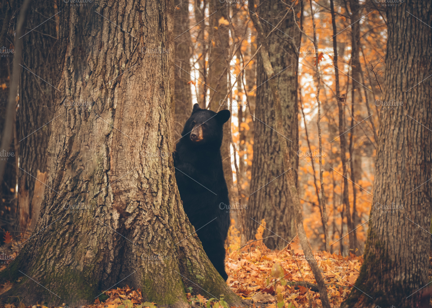 Black Bear Standing By a Tree, an Animal Photo by Vanilla Extinction