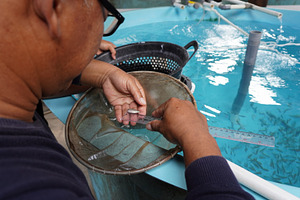 Tilapia Seed Size Measurement, an Animal Photo by bastera