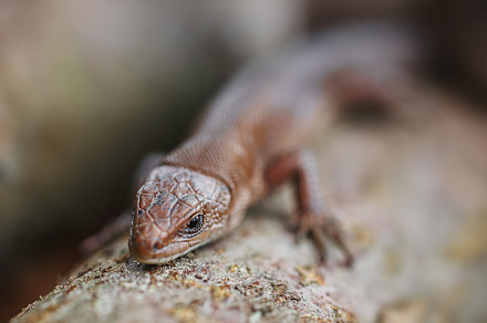 lizard on the grass.