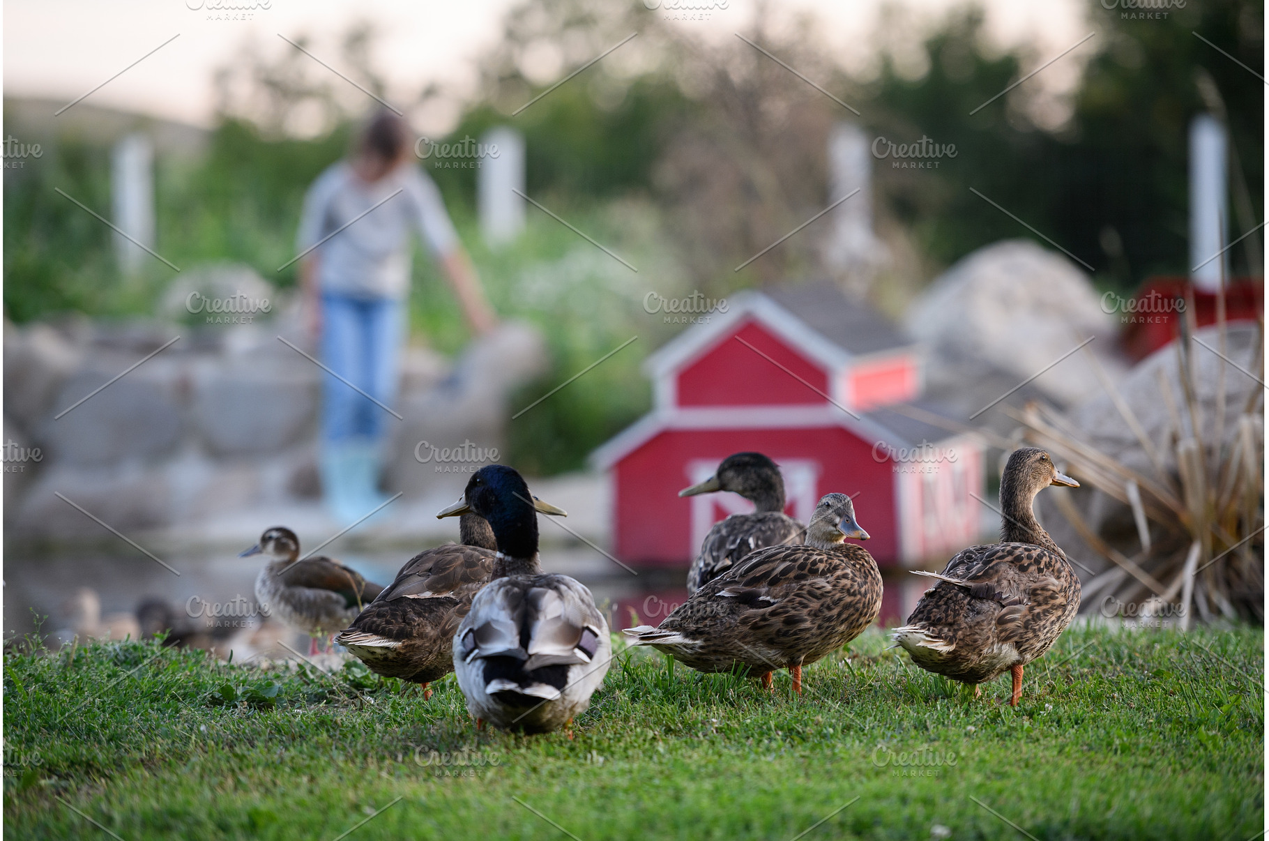 Ducks, or gooses next to a pond on, an Animal Photo by HalfPoint
