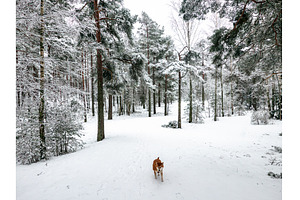 Funny friendly brown Shiba Inu dog, an Animal Photo by Nature and travel