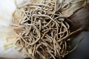 Detailed view of raw garlic root system macro. Close-up of natural dried garlic, a Nature Photo by Rohan Photography