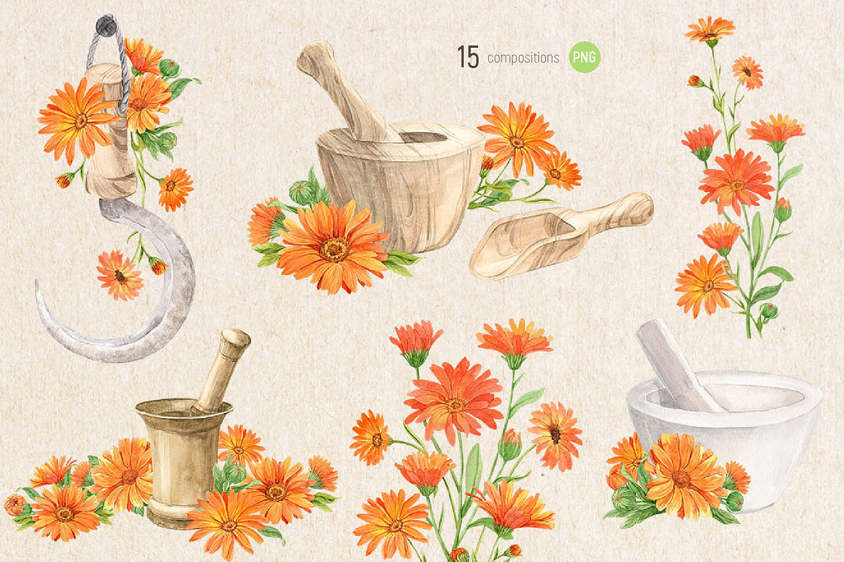Solar Calendula. Watercolor set, an Illustration by Tata Pilip (Photo 3 of 7)