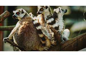 Playful Lemurs Together Amidst Tree, an Animal Photo by Our Amazing World