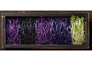 A range of microgreens varieties are, a Food & Drink Photo by ZinetroN