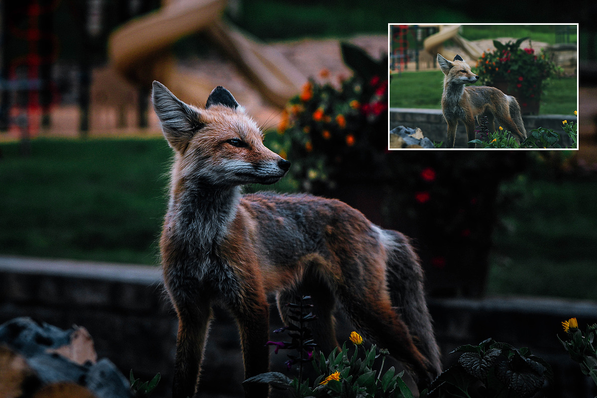 Crisp Adobe Lightroom Preset, a Preset Add-On by Voleshads (Photo 11 of 12)