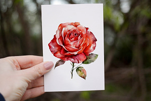 Red Roses Watercolor Clipart. AI