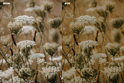 25 Cottagecore Lightroom Presets, a Preset Add-On by CVR Presets (Thumbnail 3 of 7)