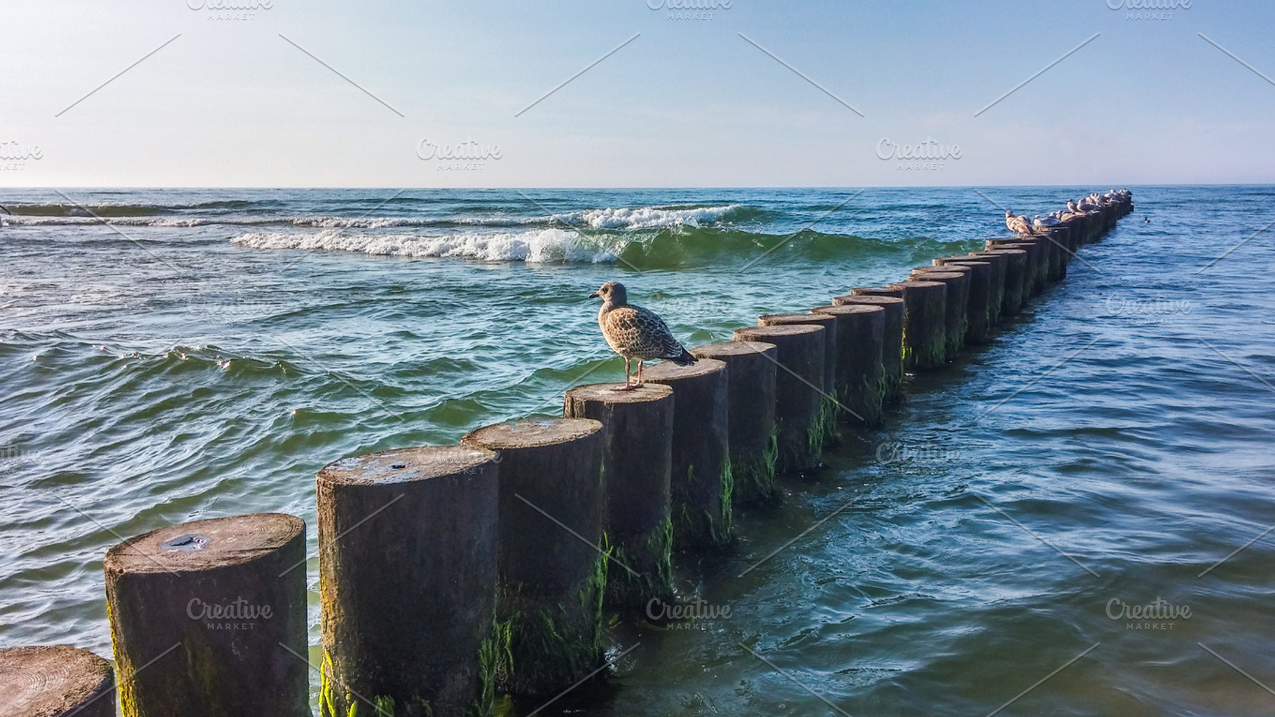 Abandoned Seagull