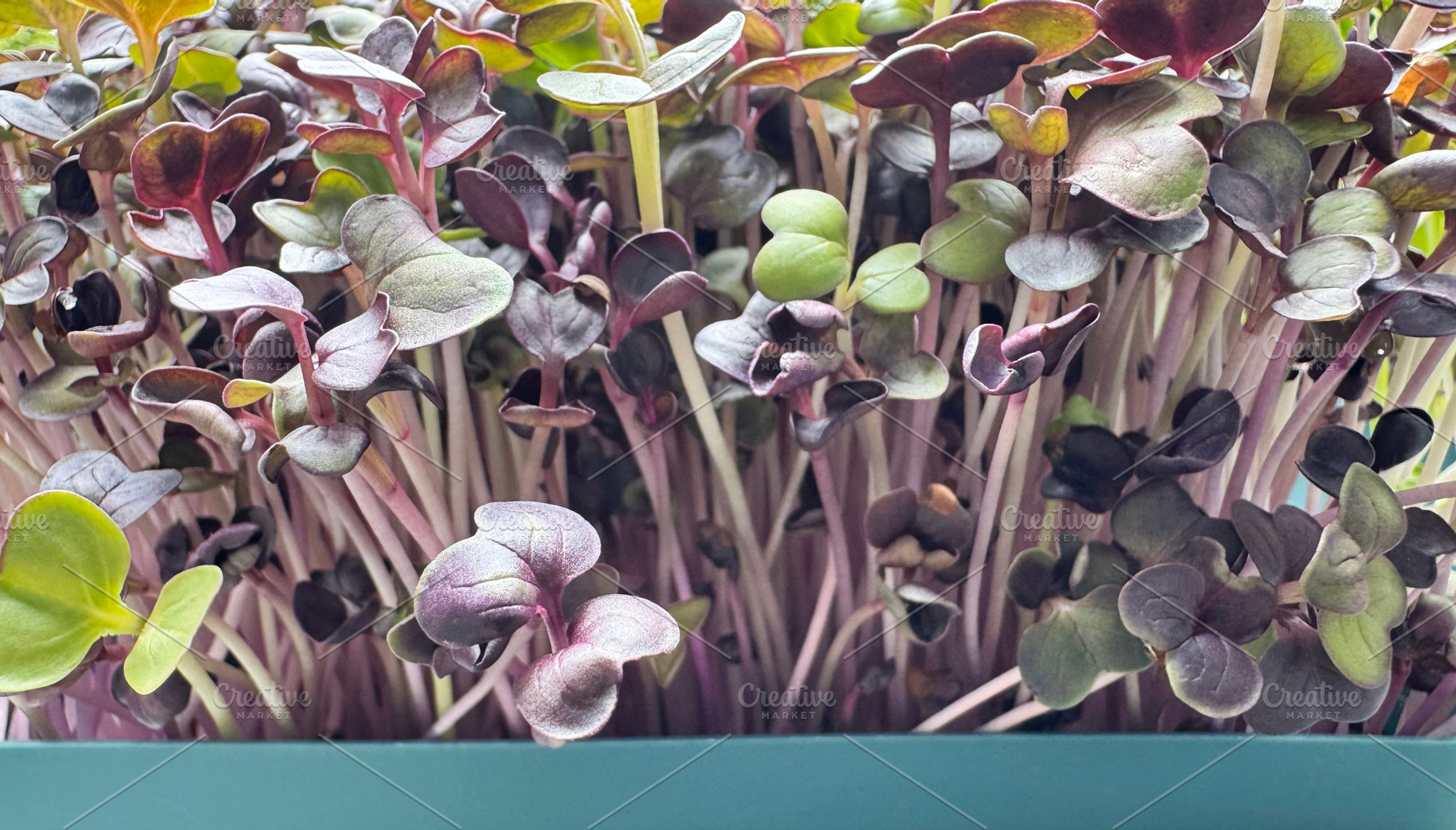 Microgreen red radish sprouts backgr, a Photo by ArtBackground