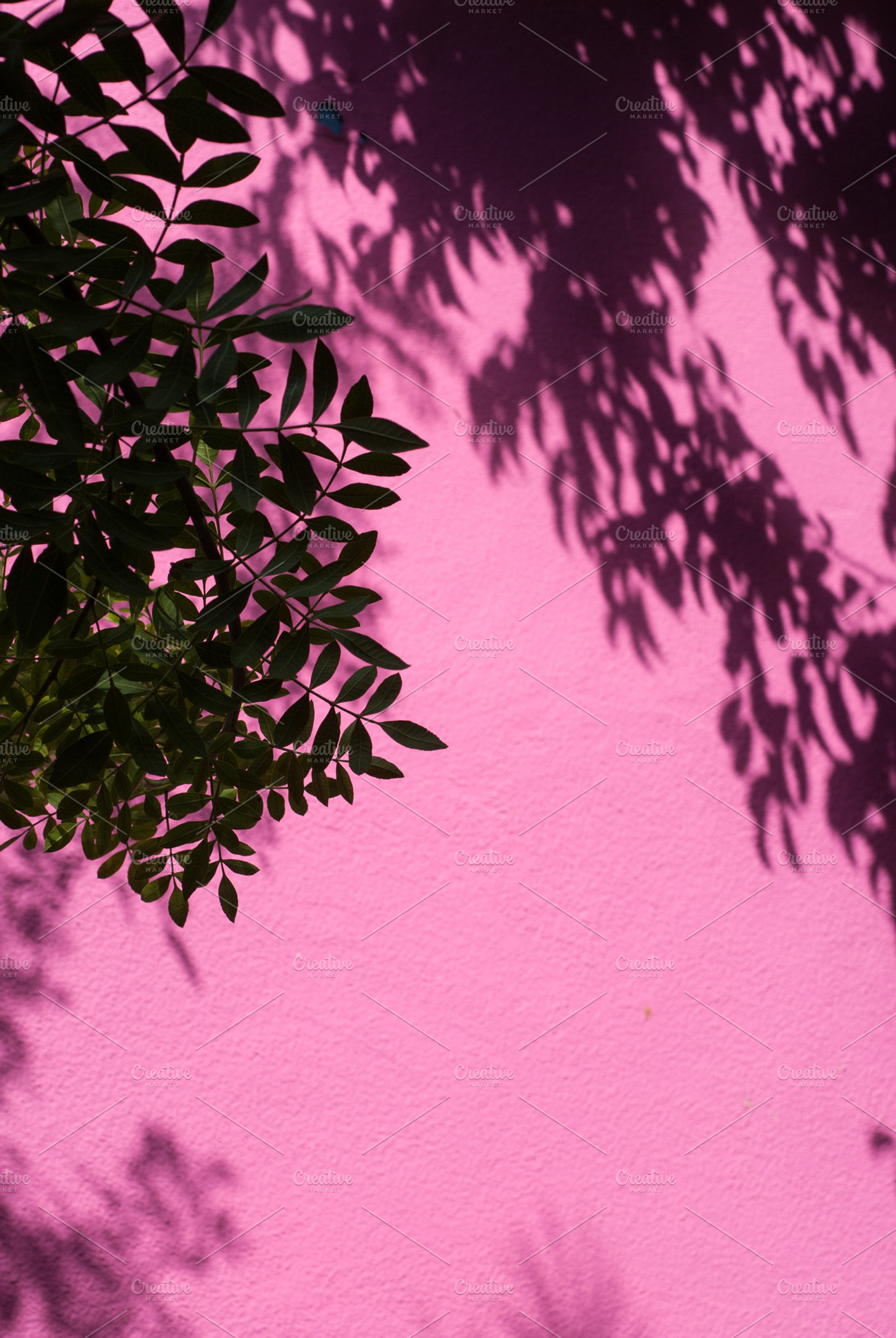 Leaves and Shadows on Purple