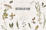 Herbarium Watercolor Collection, a Texture Illustration by Julia Dreams (Thumbnail 8 of 8)