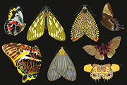 E.A. Séguy HQ Clipart Bundle, an Animal Illustration by Digital Museum (Thumbnail 8 of 10)