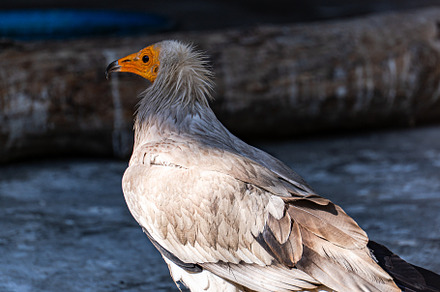 Cute Egyptian vulture fowl in the zoo