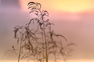 Wild grass stalks closeup against misty sunrise sky and soft lake reflection. S, a Nature Photo by Rohan Photography