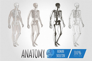 Anatomy Human Body skeleton vector
