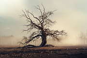 48 Dying Tree Images, a Nature Photo by h.utomo (Thumbnail 7 of 48)