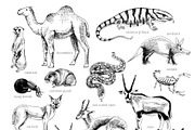 Desert animals collection, an Animal Illustration by handsketched (Thumbnail 5 of 9)
