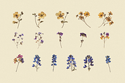 Wilde Flowers Herbarium Collection, an Object Graphic by Nova Studio (Thumbnail 4 of 9)