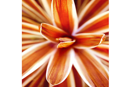 abstract beauty in nature, a Nature Photo by BazziBa♥